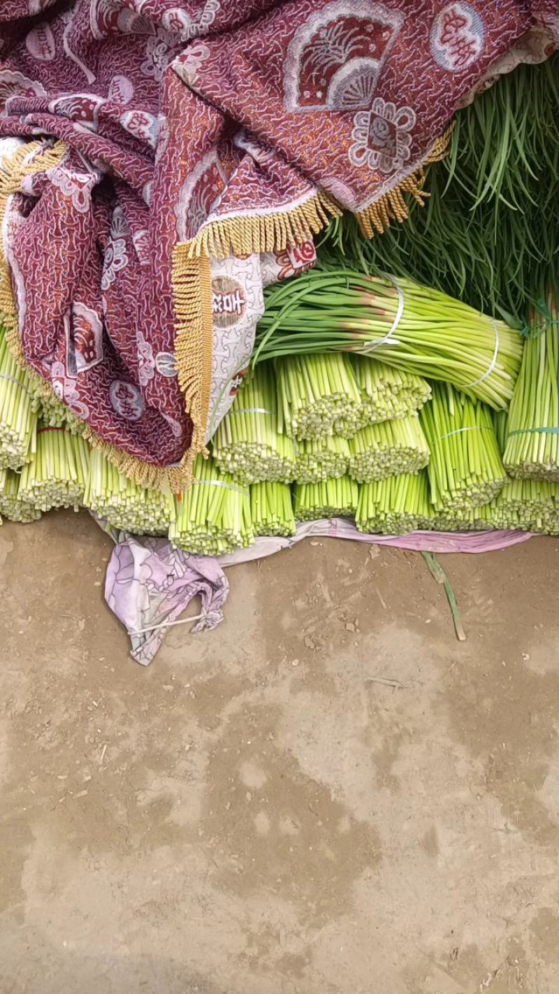 淮阳红帽蒜苔，干苔，大量供应，对接电商，商超，库存，全网