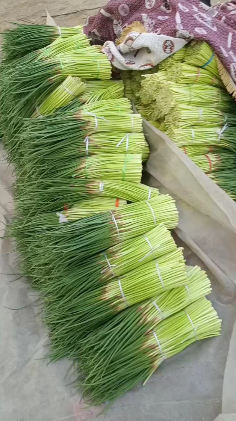 淮阳红帽蒜苔，干苔，大量供应，对接电商，商超，库存，全网