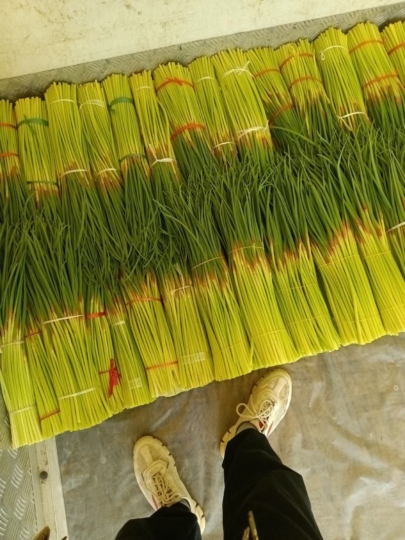 淮阳红帽蒜苔，干苔，大量供应，对接电商，商超，库存，全网