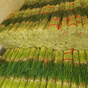 淮阳红帽蒜苔，干苔，大量供应，对接电商，商超，库存，全网