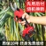 进口电动修枝剪神器电动剪刀果树充电式多功能林园锂电剪子修