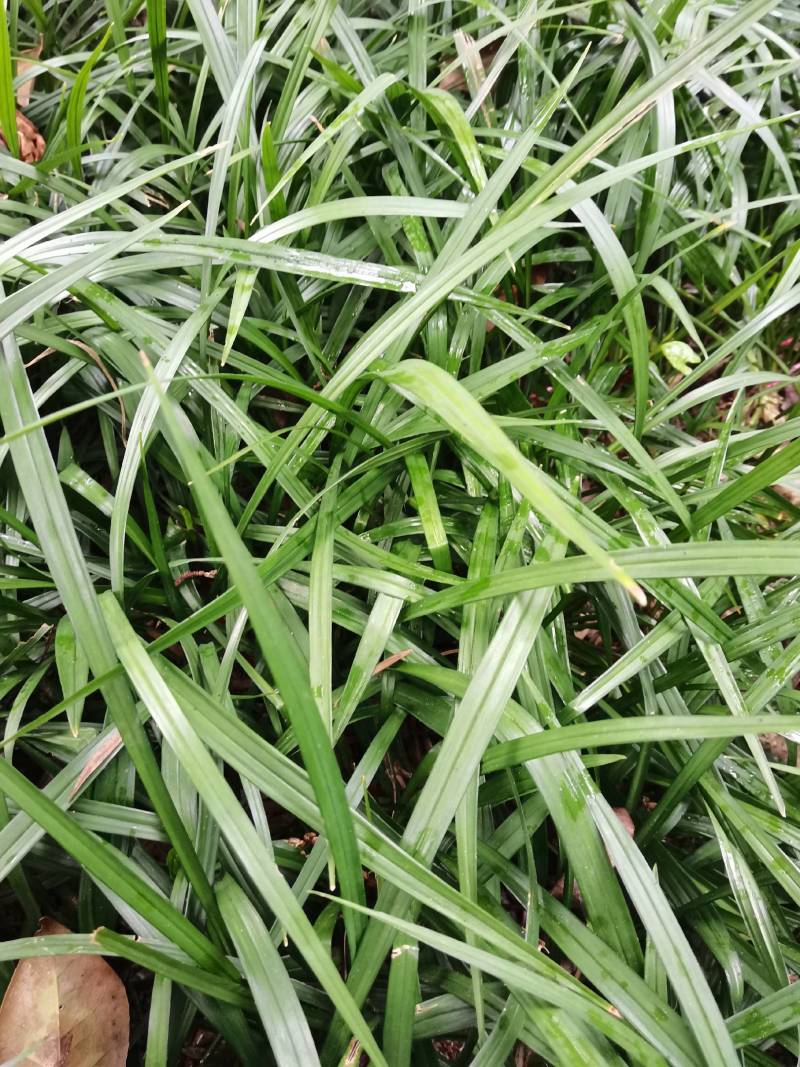 产地批发多年生草本吉祥草花镜植物吉祥草紫花吉祥草量大从优
