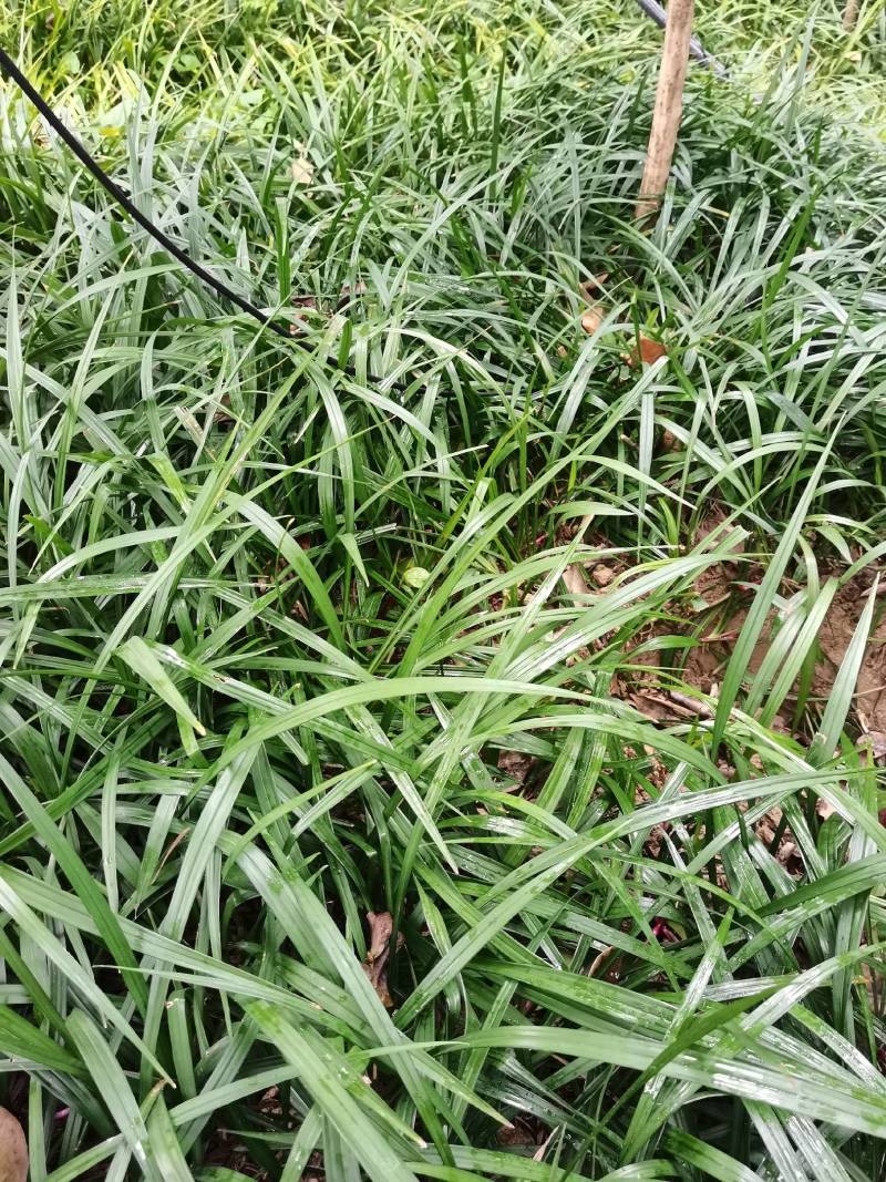 产地批发多年生草本吉祥草花镜植物吉祥草紫花吉祥草量大从优