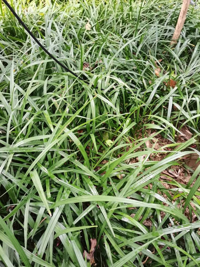 产地批发多年生草本吉祥草花镜植物吉祥草紫花吉祥草量大从优