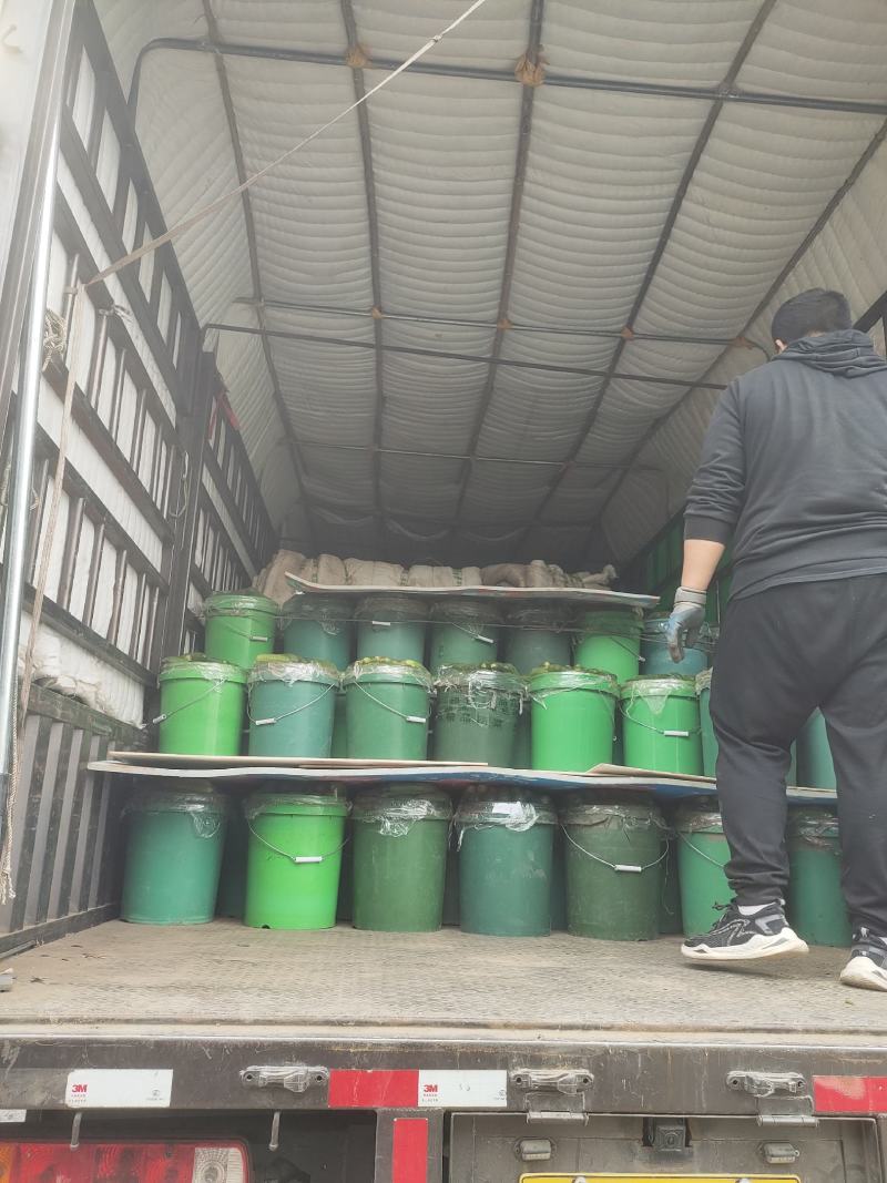 火爆《秋黄瓜》河北唐山滦州市，量大，翠绿可口