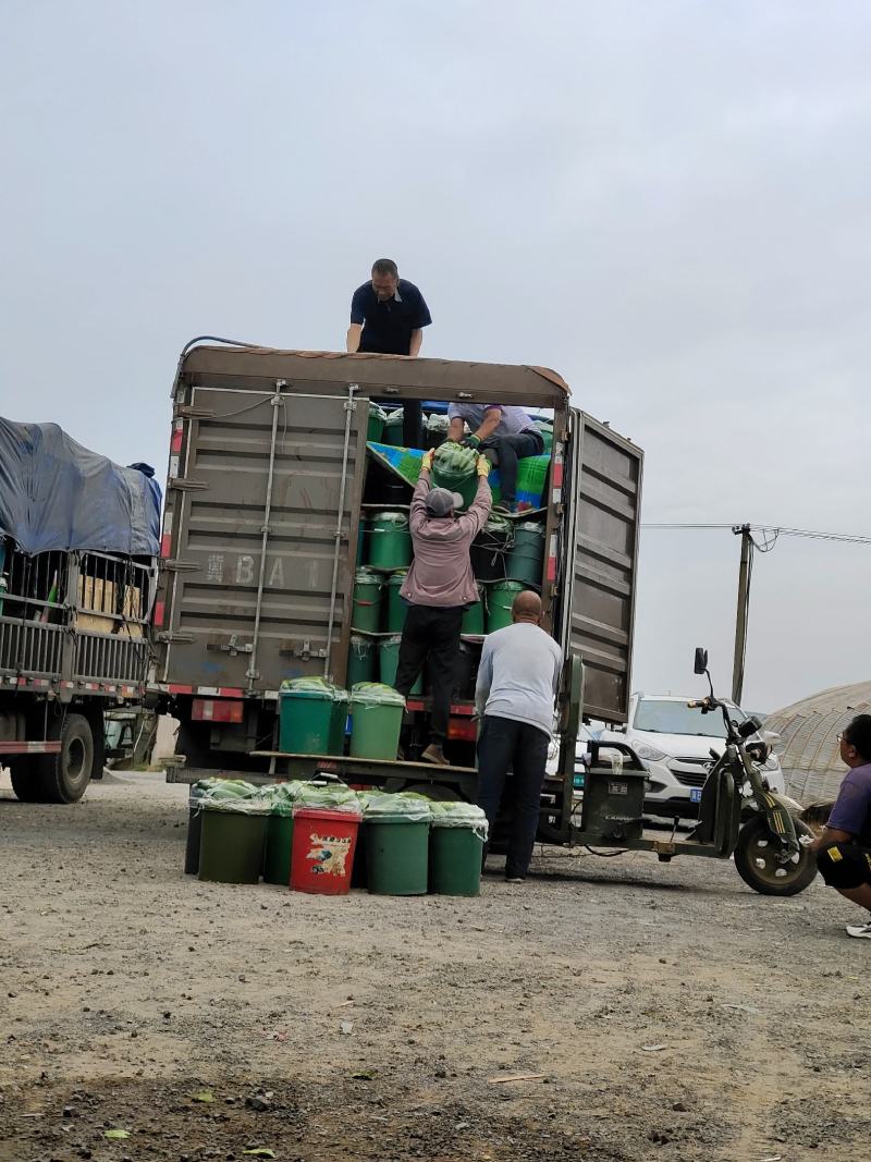 火爆《秋黄瓜》河北唐山滦州市，量大，翠绿可口