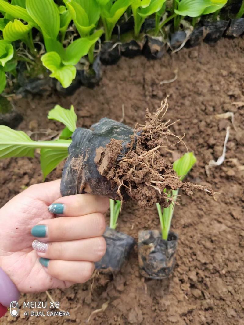 优质紫花玉簪工程绿化用苗基地直发欢迎实地考察