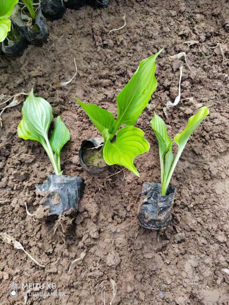 优质紫花玉簪工程绿化用苗基地直发欢迎实地考察