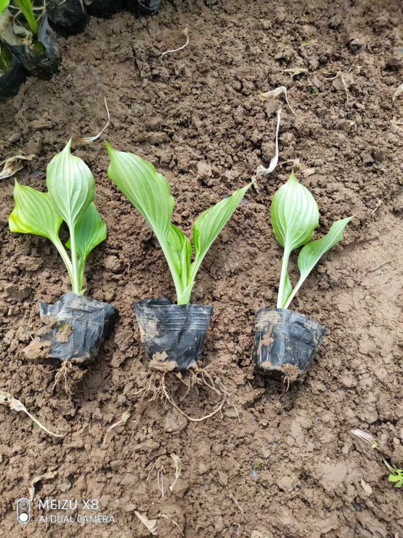 优质紫花玉簪工程绿化用苗基地直发欢迎实地考察