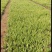 优质紫花玉簪工程绿化用苗基地直发欢迎实地考察