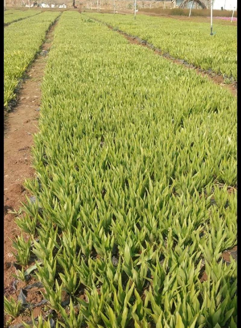 优质紫花玉簪工程绿化用苗基地直发欢迎实地考察