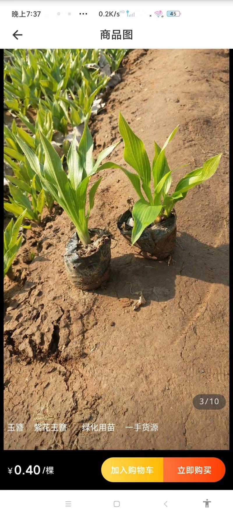 优质紫花玉簪工程绿化用苗基地直发欢迎实地考察