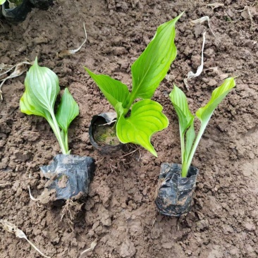 优质紫花玉簪工程绿化用苗基地直发欢迎实地考察