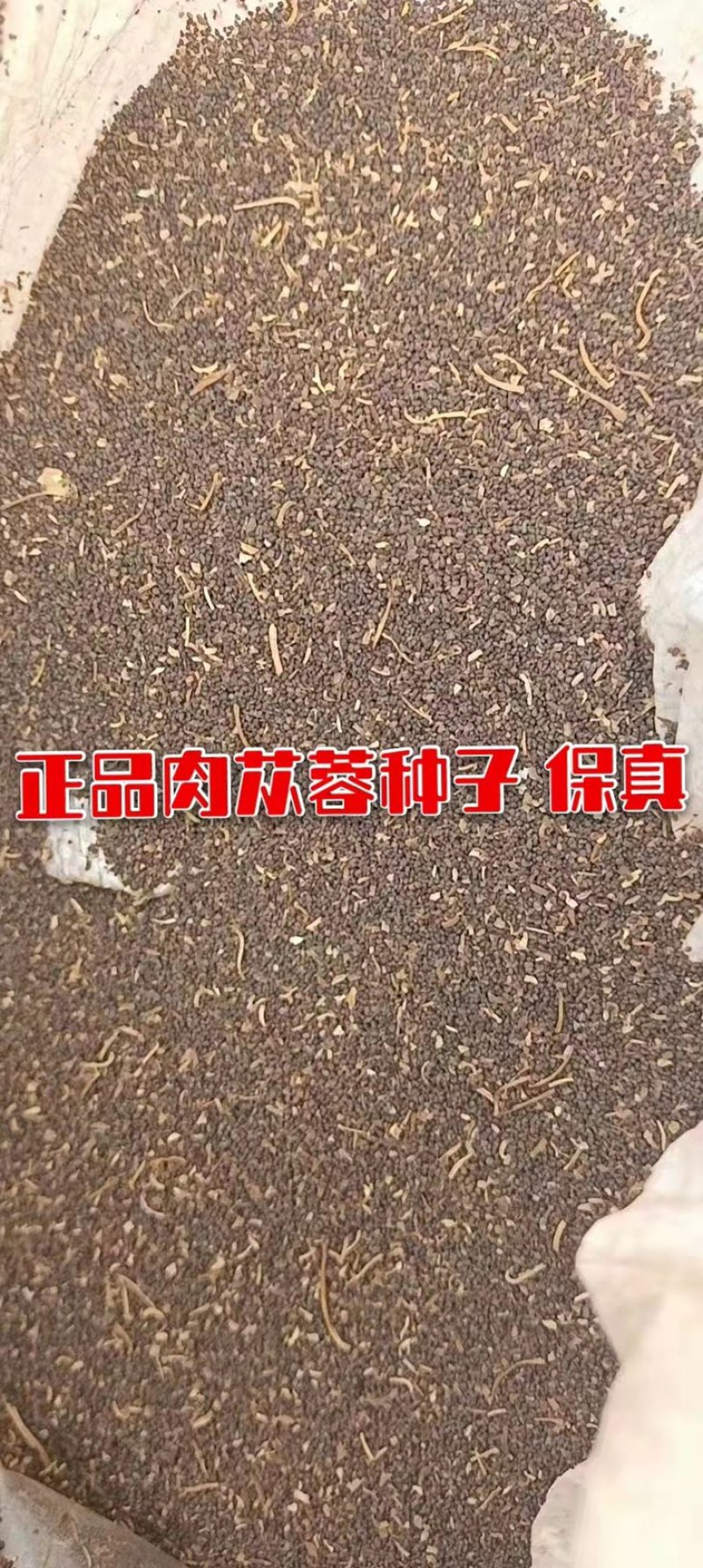 肉苁蓉种子精品肉苁蓉籽内蒙古肉苁蓉种子
