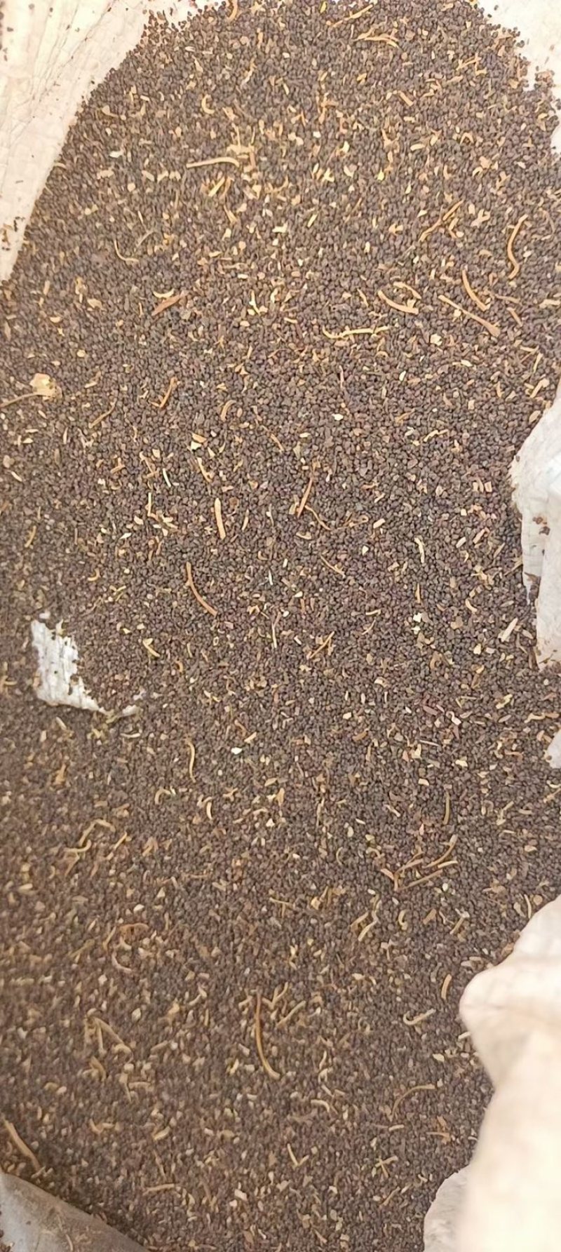 肉苁蓉种子精品肉苁蓉籽内蒙古肉苁蓉种子