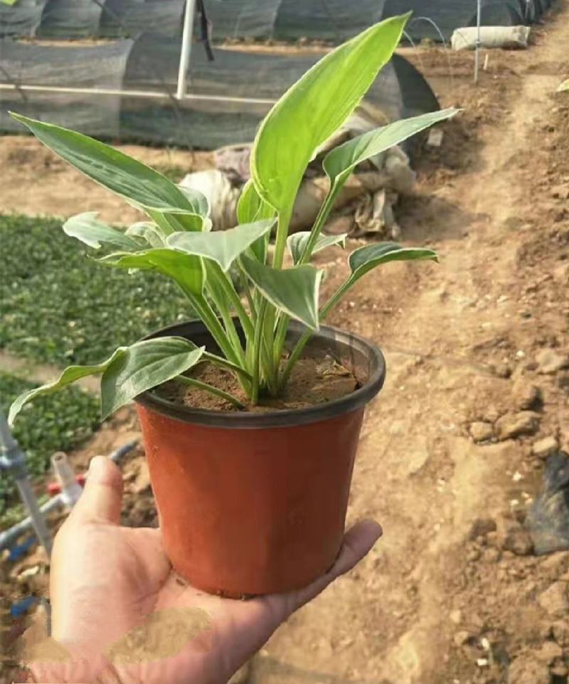 优质金边玉簪基地直发欢迎实地考察质量保证