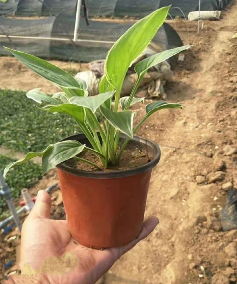 优质金边玉簪基地直发欢迎实地考察质量保证