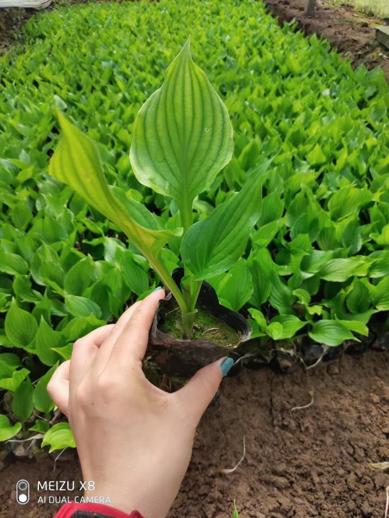优质金边玉簪基地直发欢迎实地考察质量保证