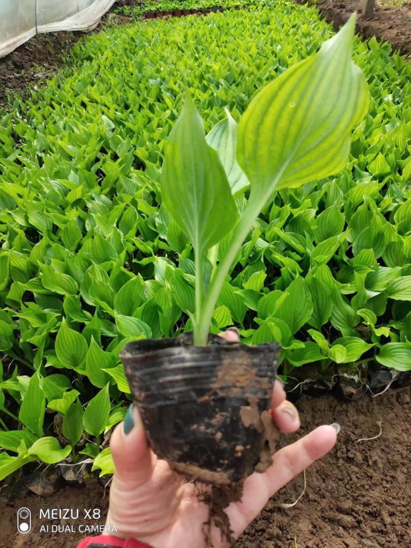 优质金边玉簪基地直发欢迎实地考察质量保证