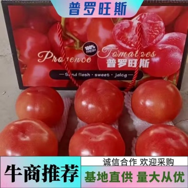 普罗旺斯水果西红柿，万亩基地大量供货欢迎来电