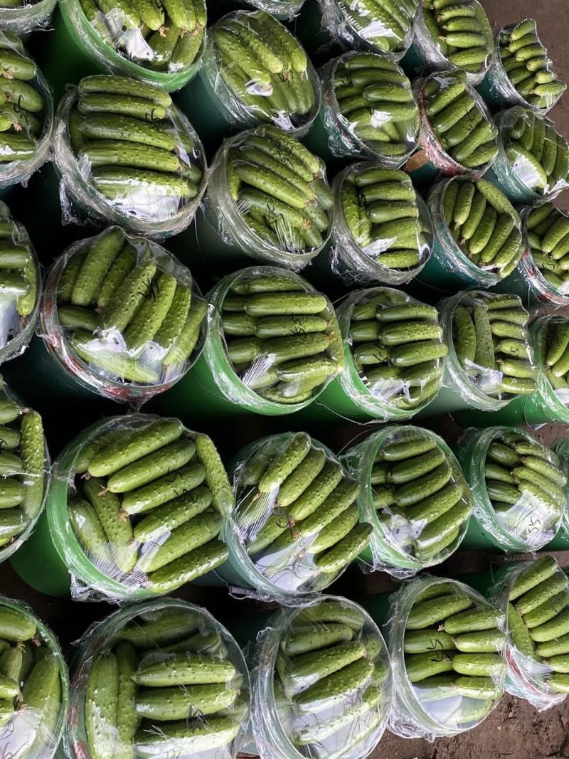 河北唐山滦县，精品大刺黄瓜大量上市，！干花带刺，香甜可口