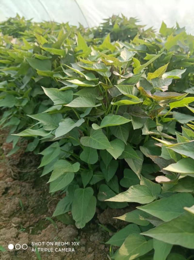红薯苗商薯19苗脱毒西瓜红苗，哈蜜苗，，