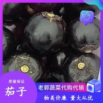 精品优质紫光圆茄子，大量供应，质量保证，产地直发。