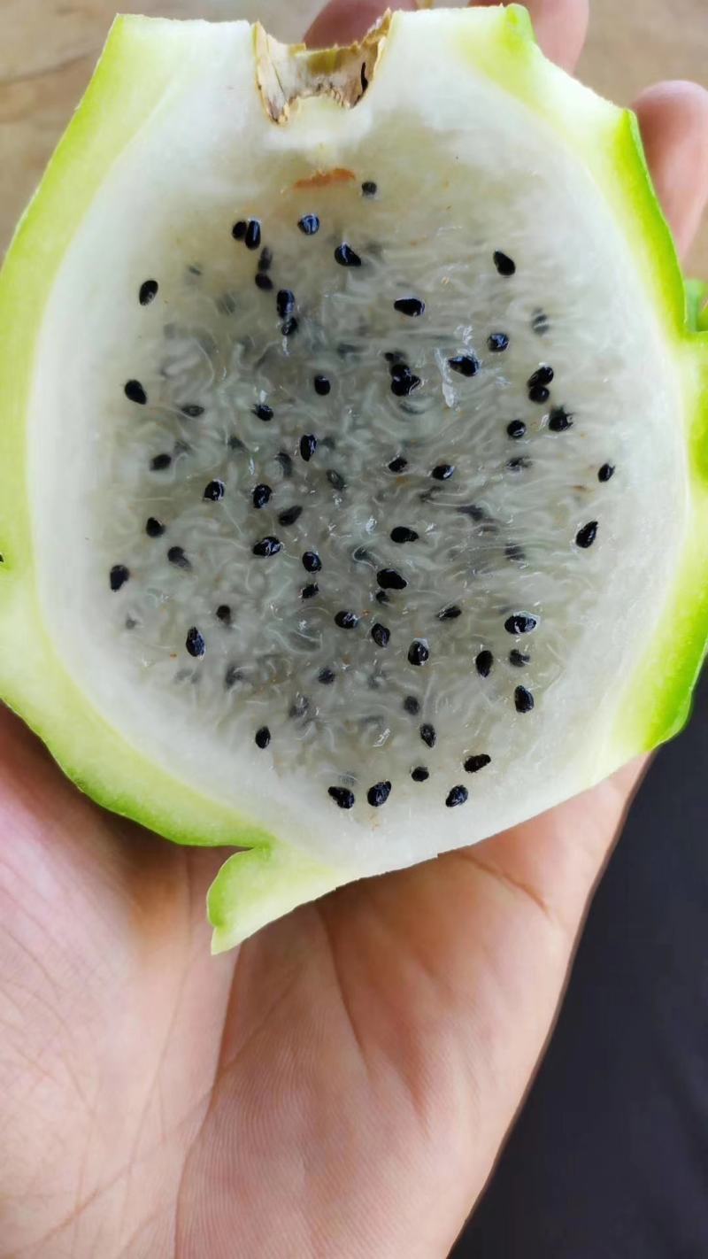 黄皮黄心火龙果苗红心火龙果苗水晶火龙果免费技术指导