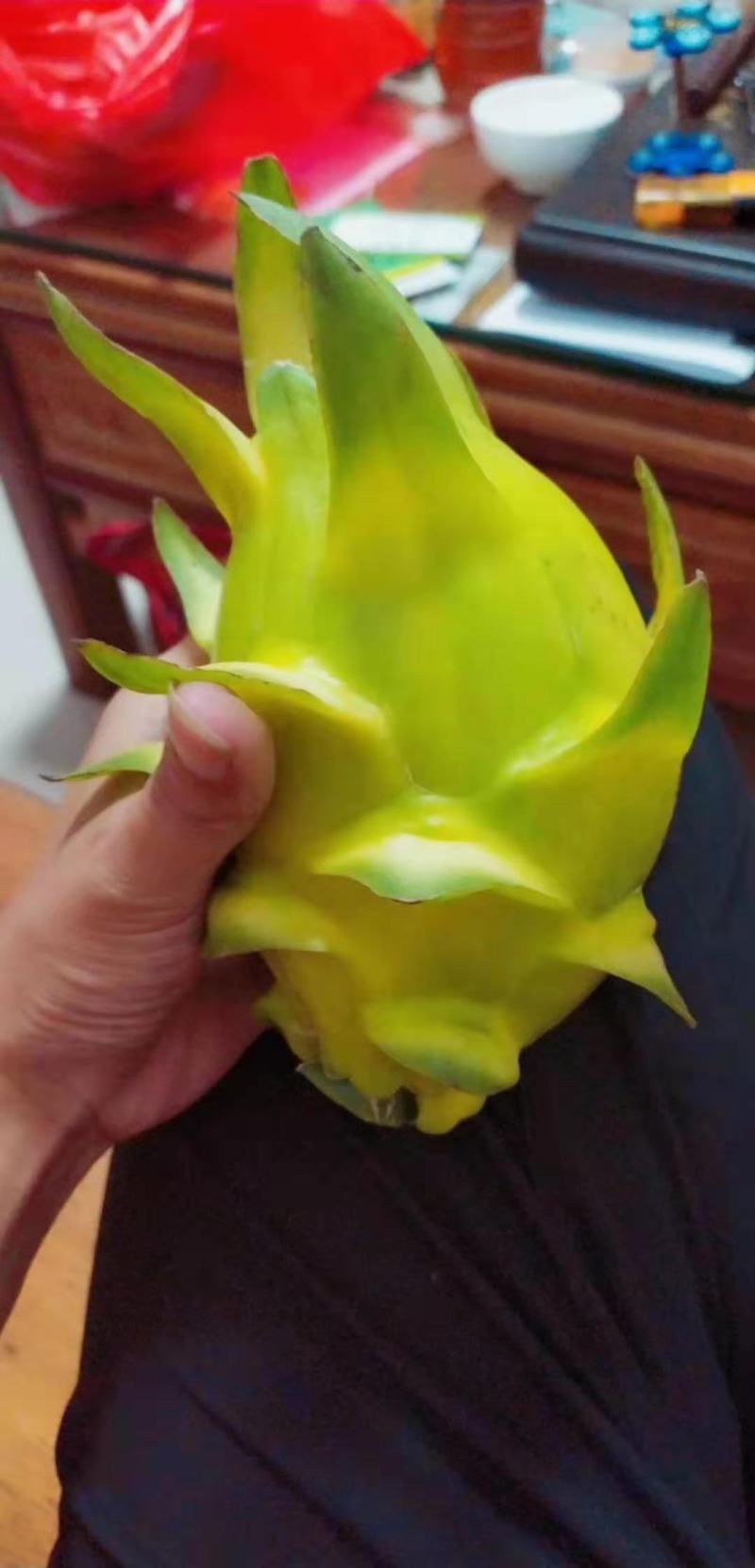 黄皮黄心火龙果苗红心火龙果苗水晶火龙果免费技术指导
