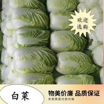 精品优质北京三号大白菜，质量保证，量大从优，欢迎选购