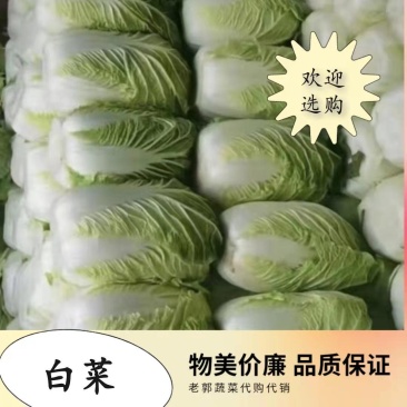 精品优质北京三号大白菜,质量保证,量大从优,欢迎选购