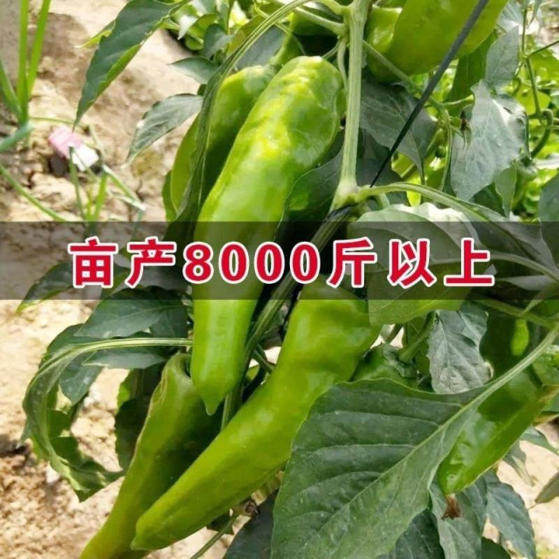 精选杭椒杂交辣椒种子早熟羊角型耐低温抗高温抗病稳产大田用