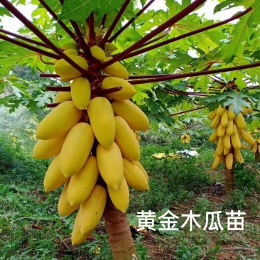 黄金木瓜苗种子6-8个月就可以挂果盆栽庭院种植当年结果