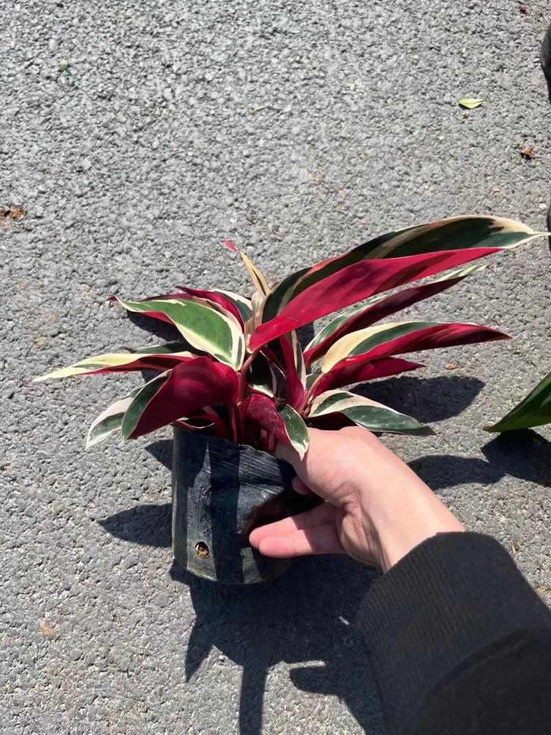 福建七彩竹芋，美丽竹芋，紫背竹芋，产地直销。