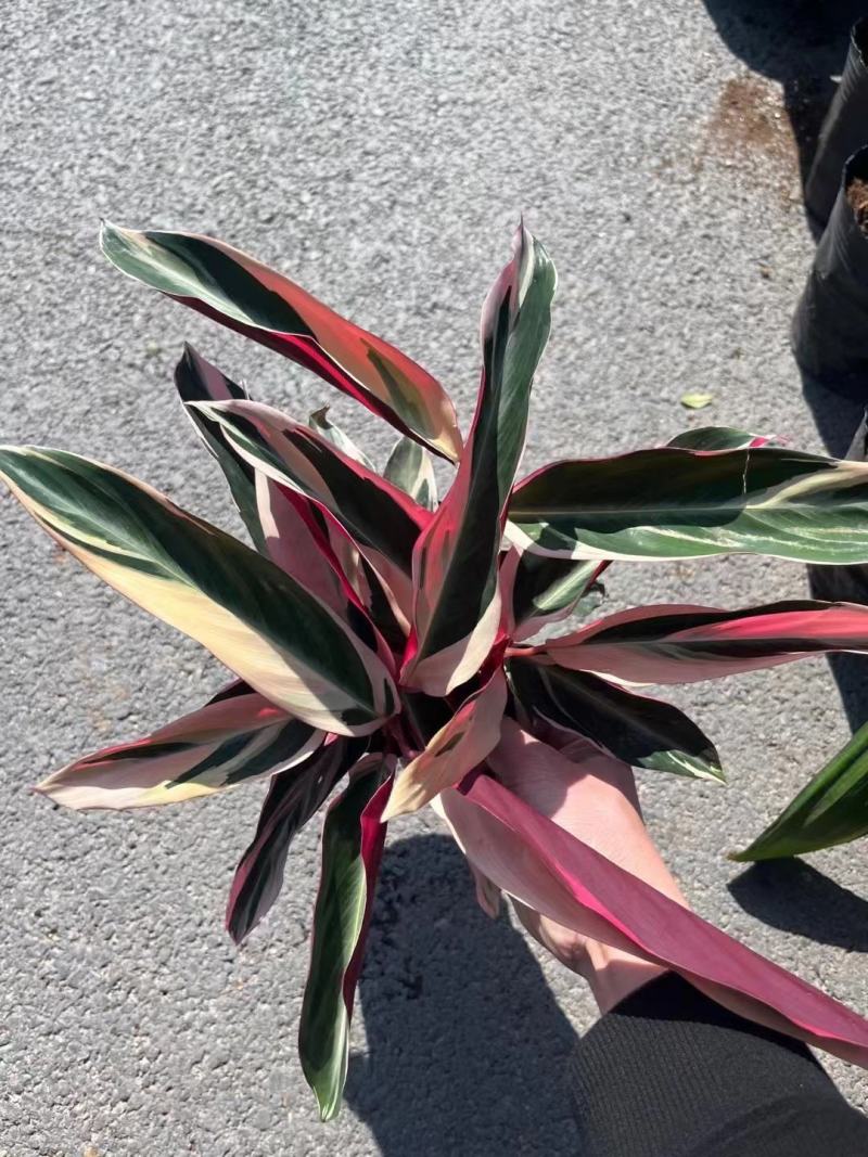 福建七彩竹芋，美丽竹芋，紫背竹芋，产地直销。
