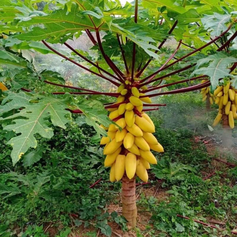 黄金木瓜苗种子6-8个月就可以挂果盆栽庭院种植当年结果