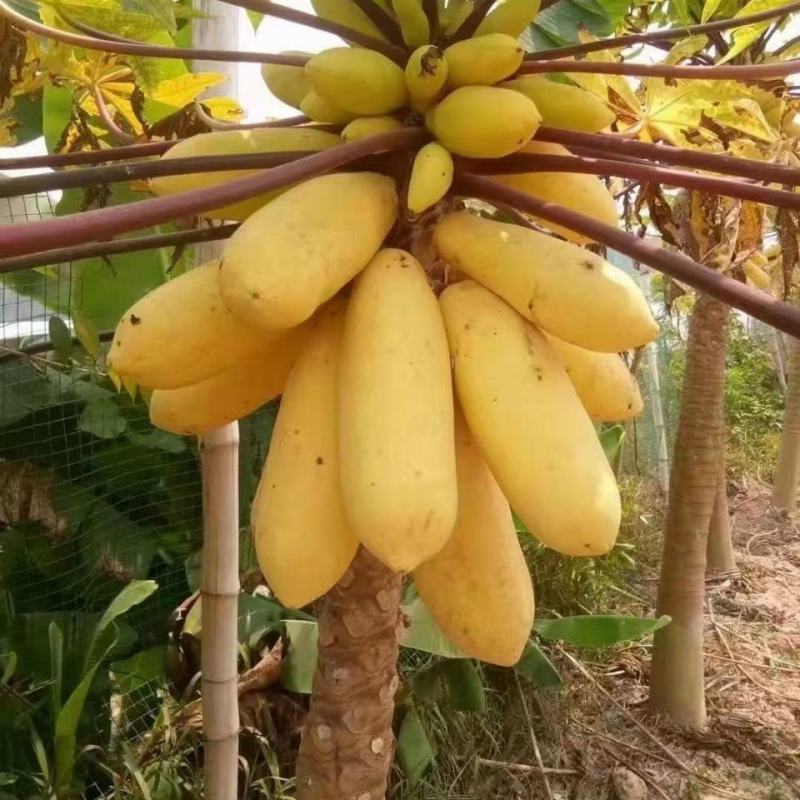 黄金木瓜苗种子6-8个月就可以挂果盆栽庭院种植当年结果