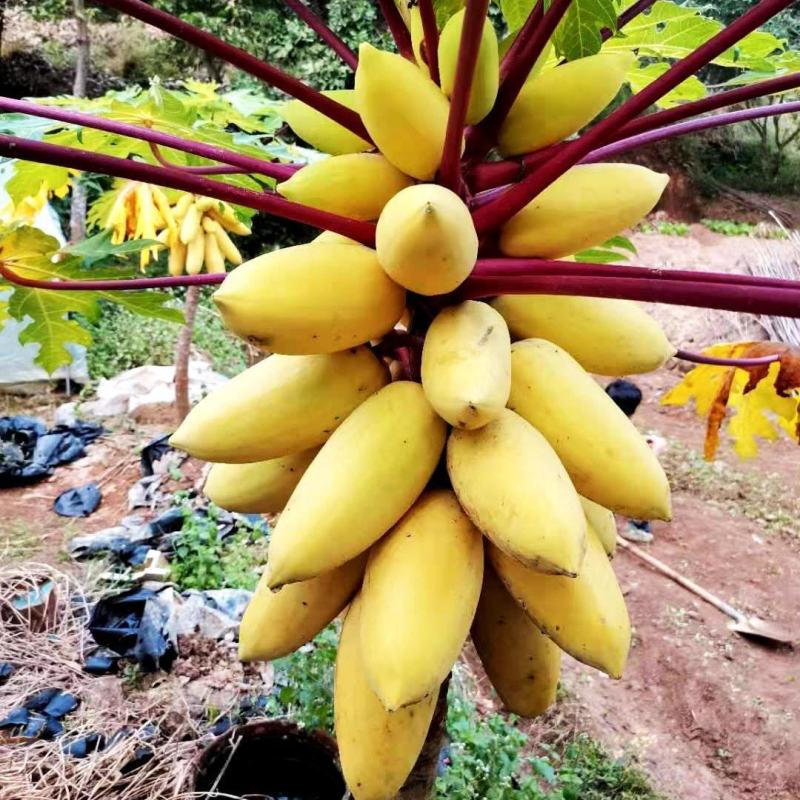 黄金木瓜苗种子6-8个月就可以挂果盆栽庭院种植当年结果