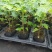 黄金木瓜苗种子6-8个月就可以挂果盆栽庭院种植当年结果