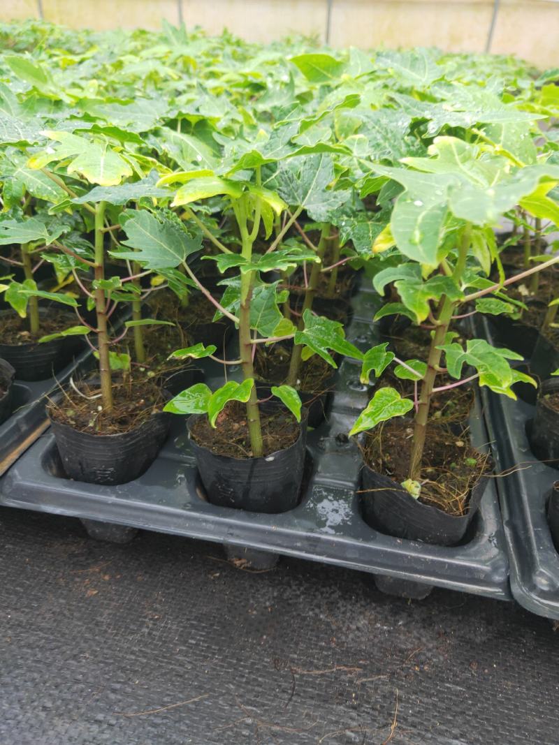 黄金木瓜苗种子6-8个月就可以挂果盆栽庭院种植当年结果