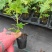 黄金木瓜苗种子6-8个月就可以挂果盆栽庭院种植当年结果