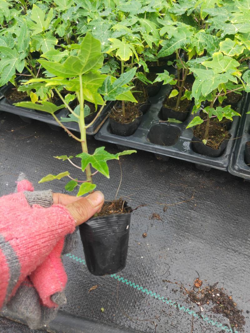 黄金木瓜苗种子6-8个月就可以挂果盆栽庭院种植当年结果