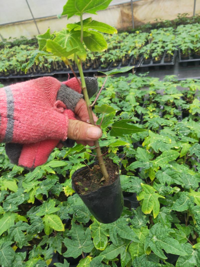 黄金木瓜苗种子6-8个月就可以挂果盆栽庭院种植当年结果