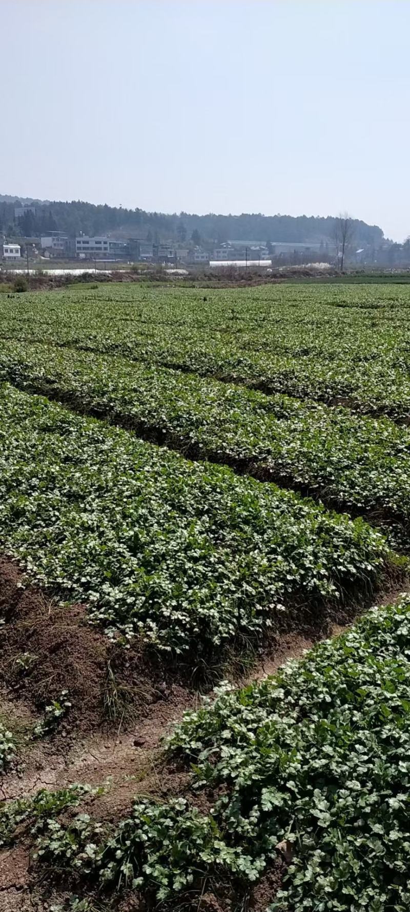 香菜