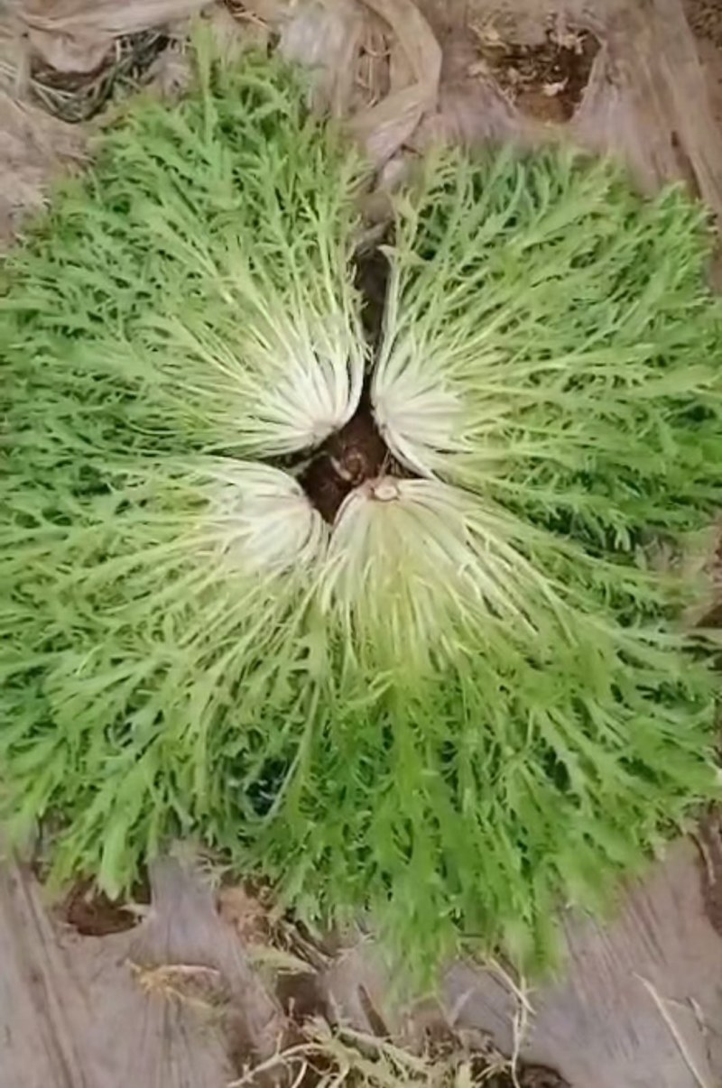 苦菊大叶苦菊黄芯苦菊，基地直供可视频看菜
