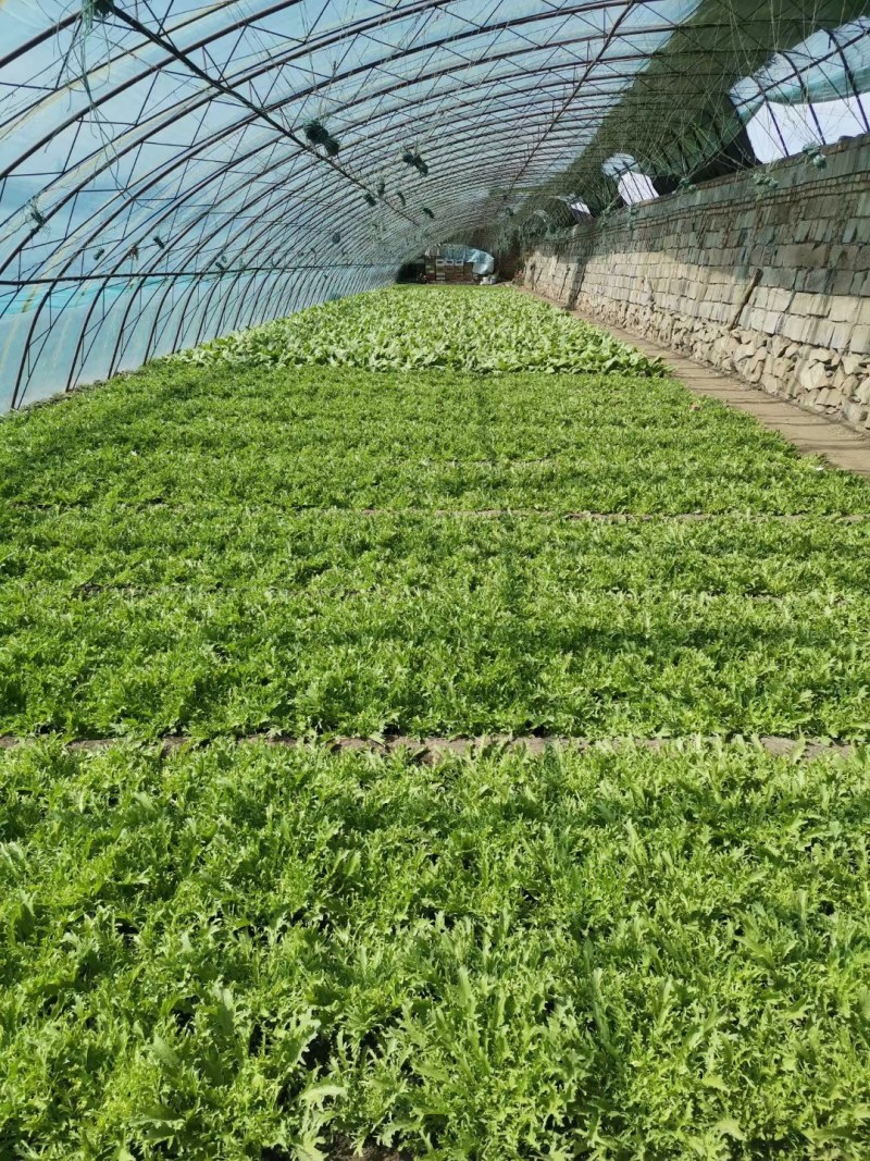 苦菊大叶苦菊黄芯苦菊，基地直供可视频看菜