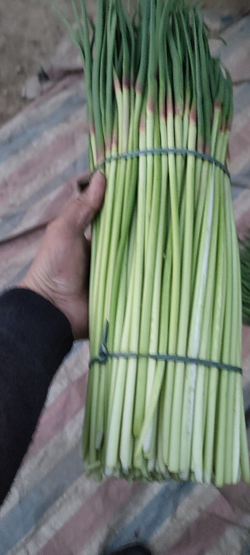 【热卖中】现拨新鲜蒜苔，无水泡红帽蒜苔大量上货物美价廉