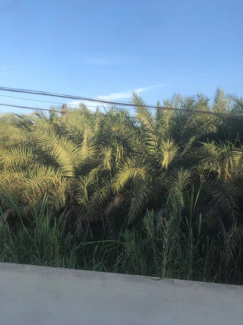 杆高1.5米的银海枣中东海枣靓货漳州银海枣种植基地苗农