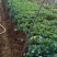 白菜苗（品种丰圆913多途)基地直供可以开发票