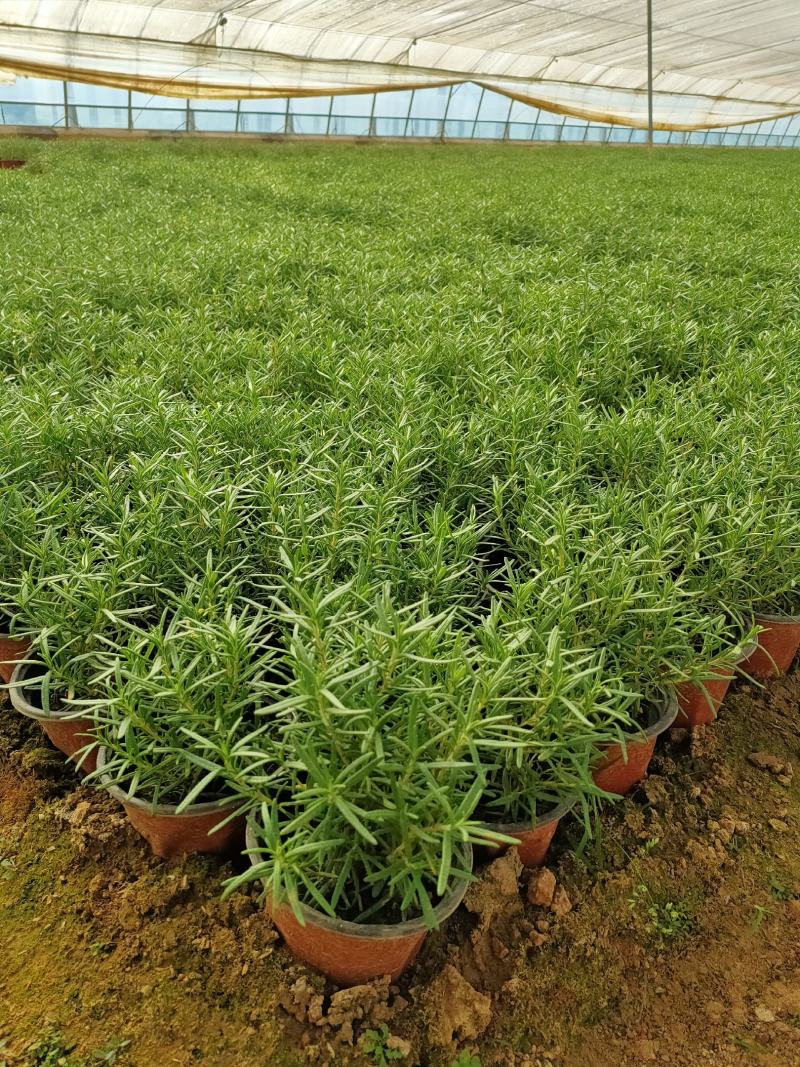 盆栽迷迭香山东青州草花苗木基地一手货源基地直发